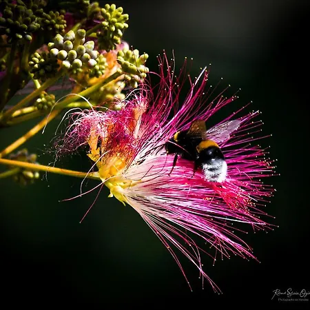 Domaine Les Rousselieres بيت للعطل